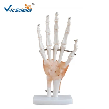 Модель сустава человеческой руки в натуральную величину, Учебные материалы по естествознанию Прямая поставка