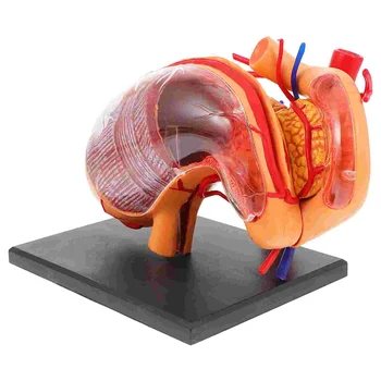 1 шт. анатомическая модель желудка, медицинская анатомическая демонстрационная модель для школы