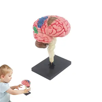 Игрушки-модели человеческого тела, Интерактивная Анатомия человеческого тела, модель глазного яблока человеческого мозга Для преподавания биологии, Экспериментальное оборудование, Инструмент